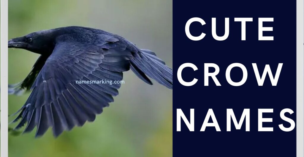 Cute Crow Names