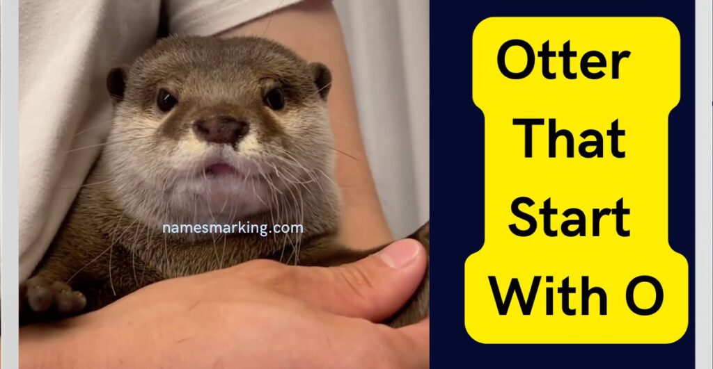 Otter That Start With O