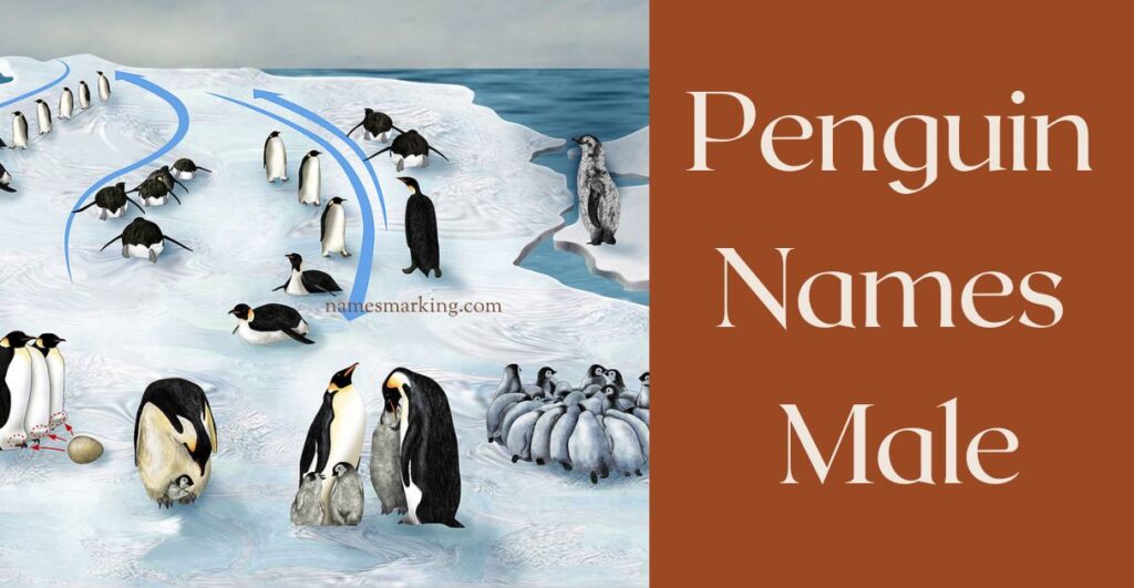 Penguin Names Male