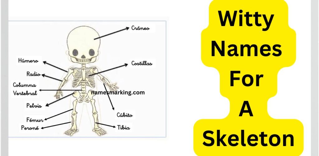 Witty Names For A Skeleton