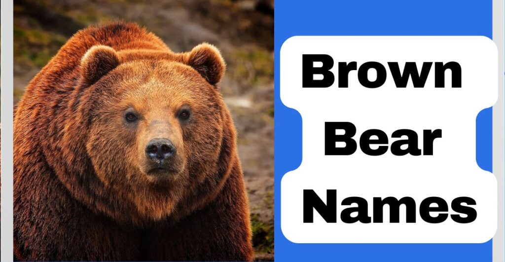 Brown Bear Names