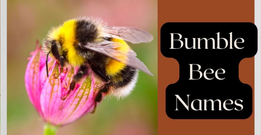 Bumble Bee Names