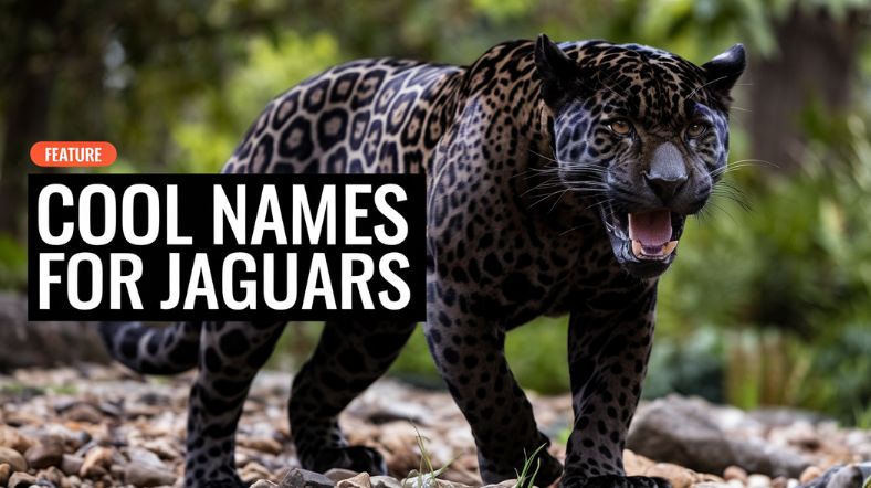 Cool Names For Jaguars