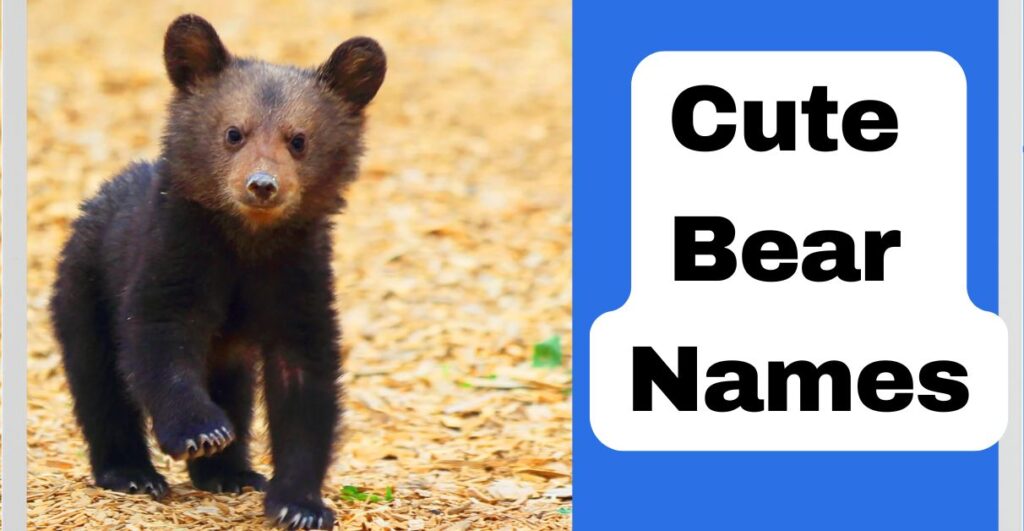 Cute Bear Names