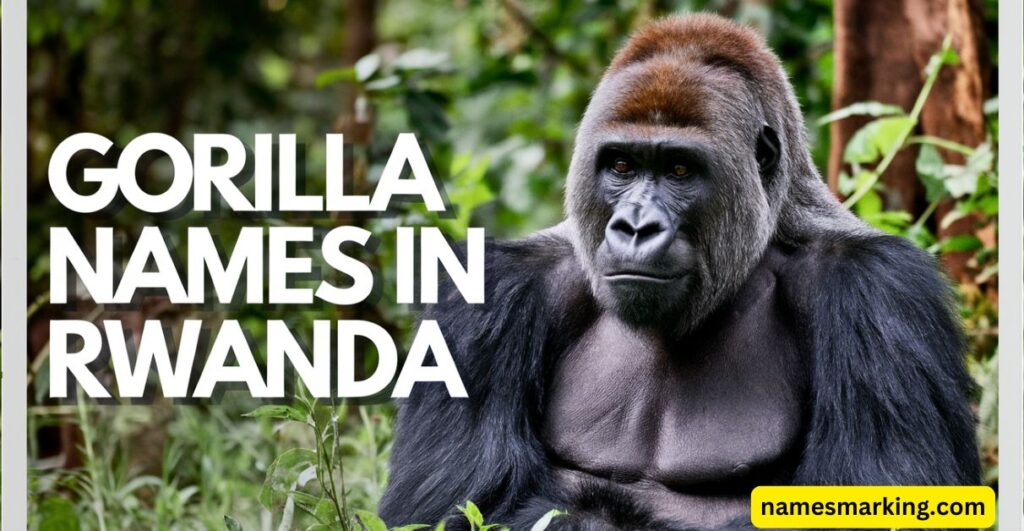 Gorilla Names in Rwanda