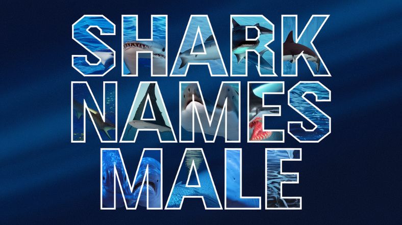 Shark Names Male